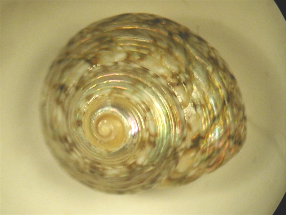 Gibbula leucophaea